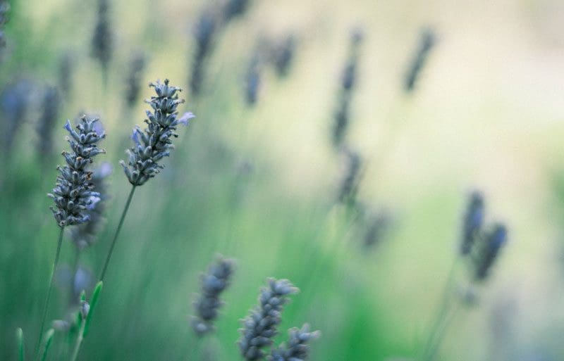 Knights Lawn Care | Lancaster, SC | plants Knights Lawn Care | Lancaster, SC | plants